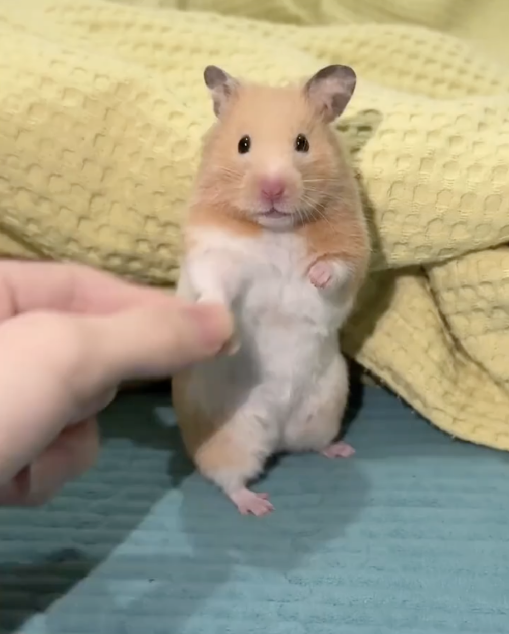 奴才：你好會附和喔