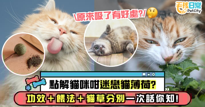 貓薄荷科普|為什麼貓咪這麼著迷?功效、餵食方法、與貓草差異一次看!