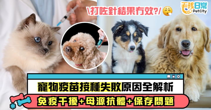 【寵物疫苗接種失敗原因全解析】免疫干擾、母源抗體、保存問題一次看懂!