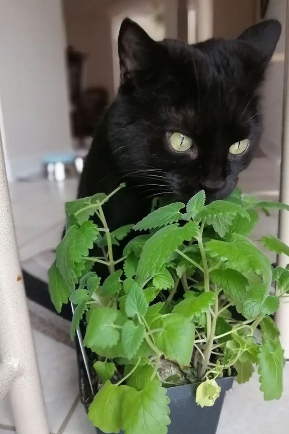 什麼是「貓薄荷」？