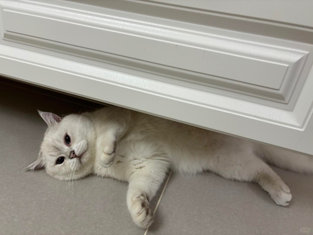 喵：朕只是想四海為家有錯嗎～