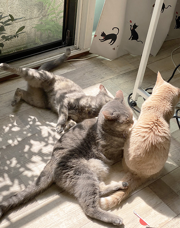 喵同事組團曬太陽囉～