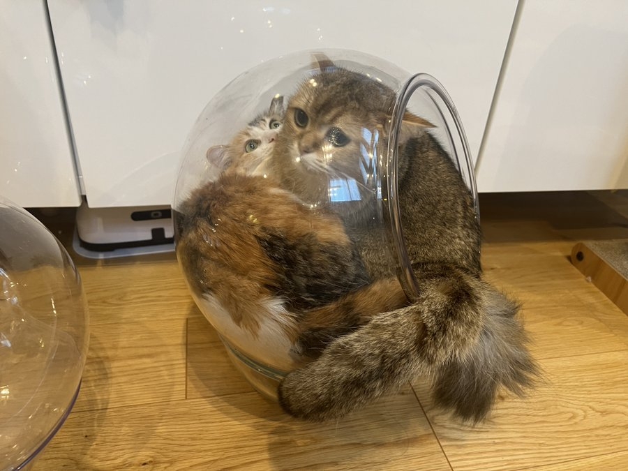 奴才：你非得跟人家擠喔