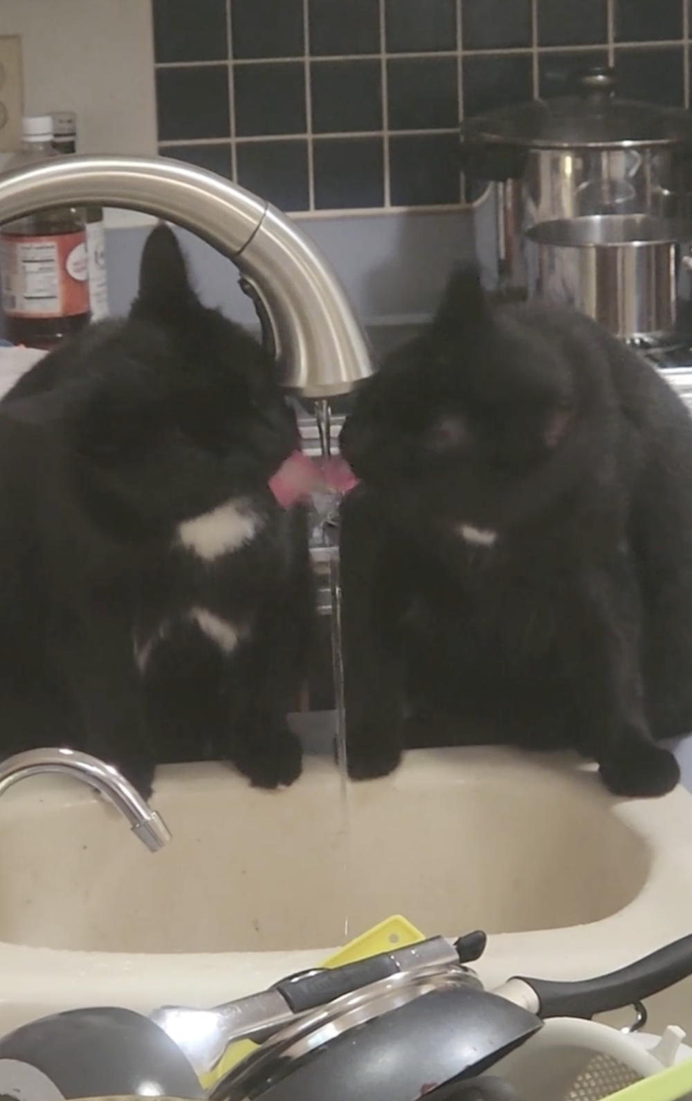 奴才:別...別打架喔