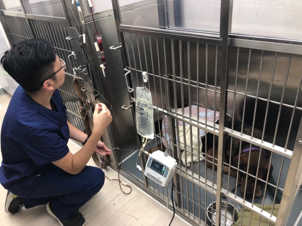 香港獸醫急症中心（VEC）