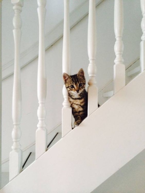 奴才們都來測一測家裡的喵主子究竟哪一隻手是慣用爪吧！