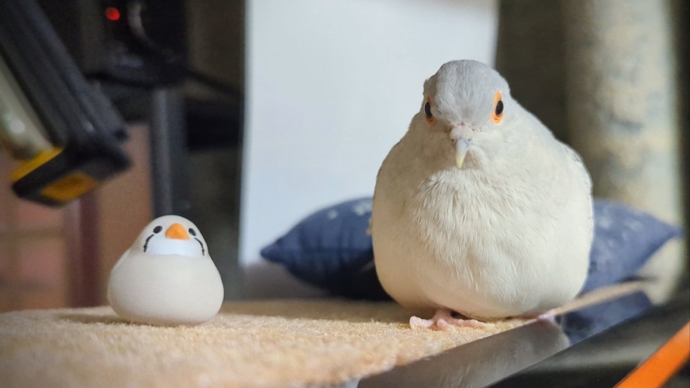 奴才：你簡直是妥妥的戲精欸