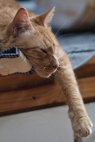 性別與慣用爪也有一定關聯！