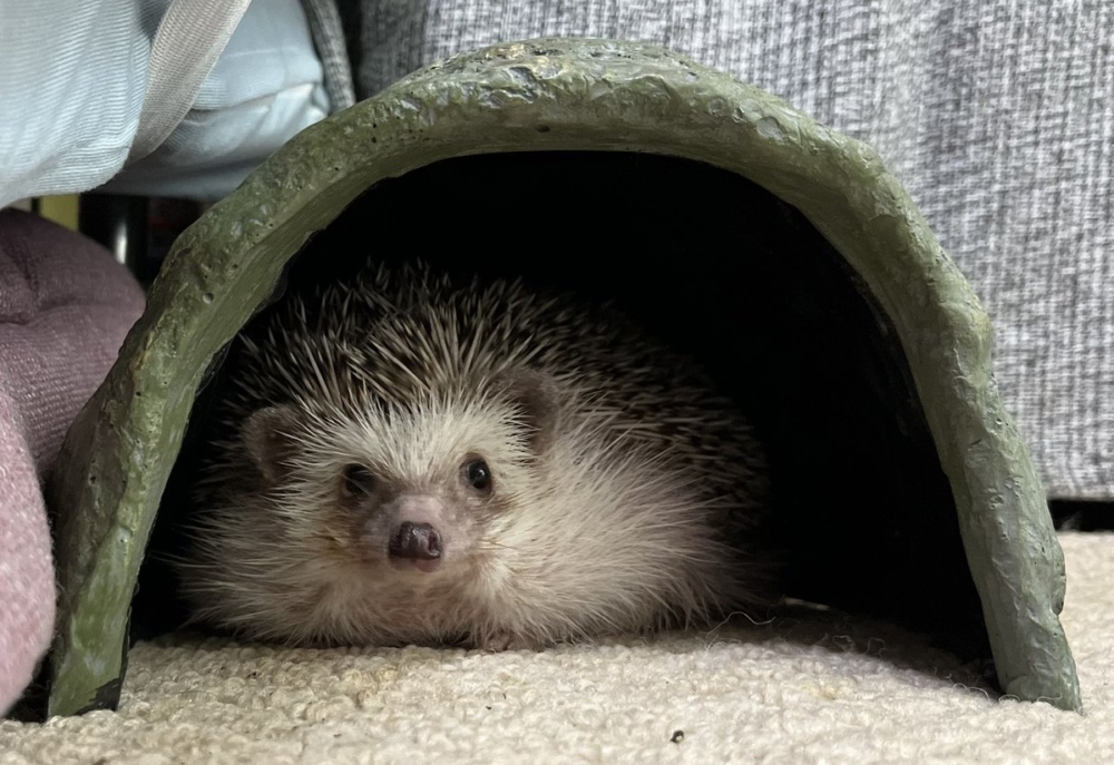 奴才：那是當然