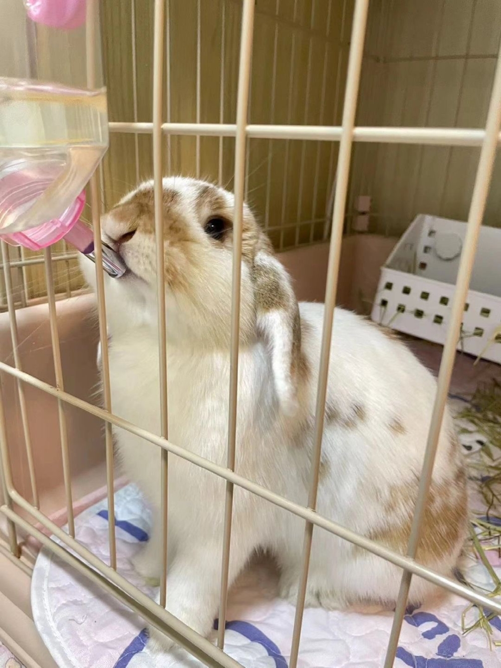 夏天要更加注意兔子的飲水量，避免出現泌尿疾病