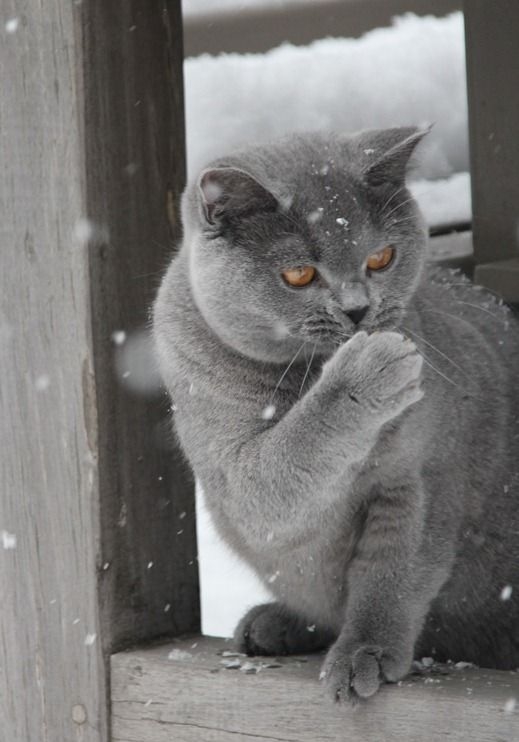 左撇子的貓咪在情感表現上往往更具攻擊性