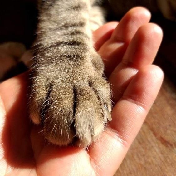 貓咪在日常活動中會展現出對某一隻爪子的偏好