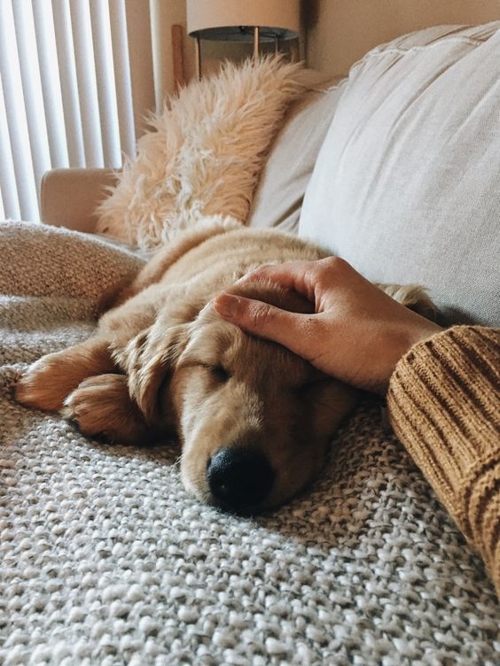 狂犬病不僅僅只有狗狗可以感染喔!