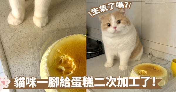 真的不是故意的囉！貓咪眼神誠懇已經知道錯啦～蛋糕上的小腳印就當裝飾吧
