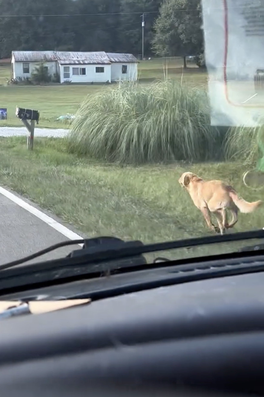 韋倫狂追校車視頻爆紅！