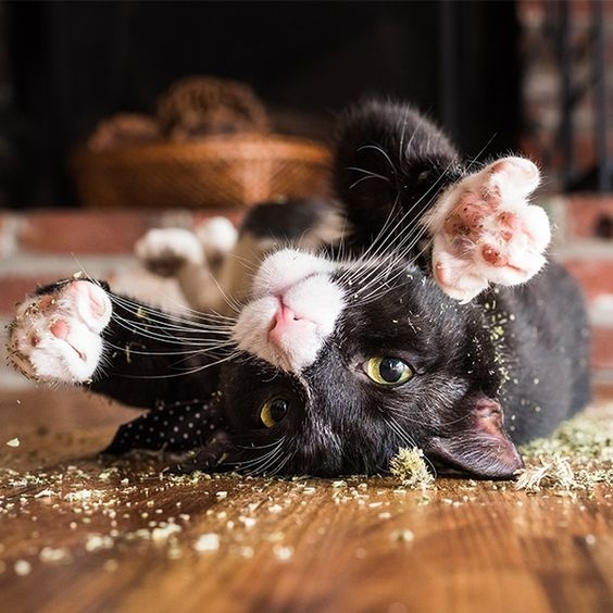 貓薄荷與我們日常生活中常見的薄荷是不同的喔！