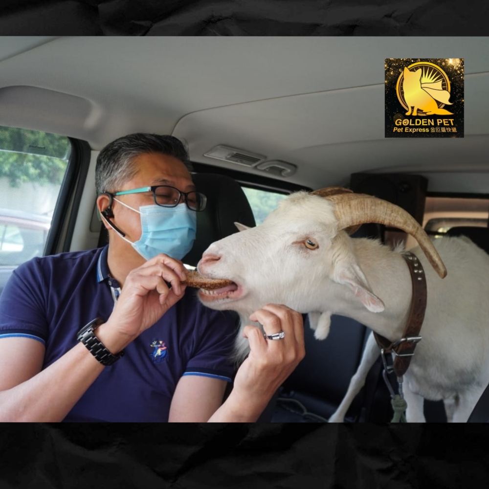 金叵羅快遞的接送服務不限於貓狗。