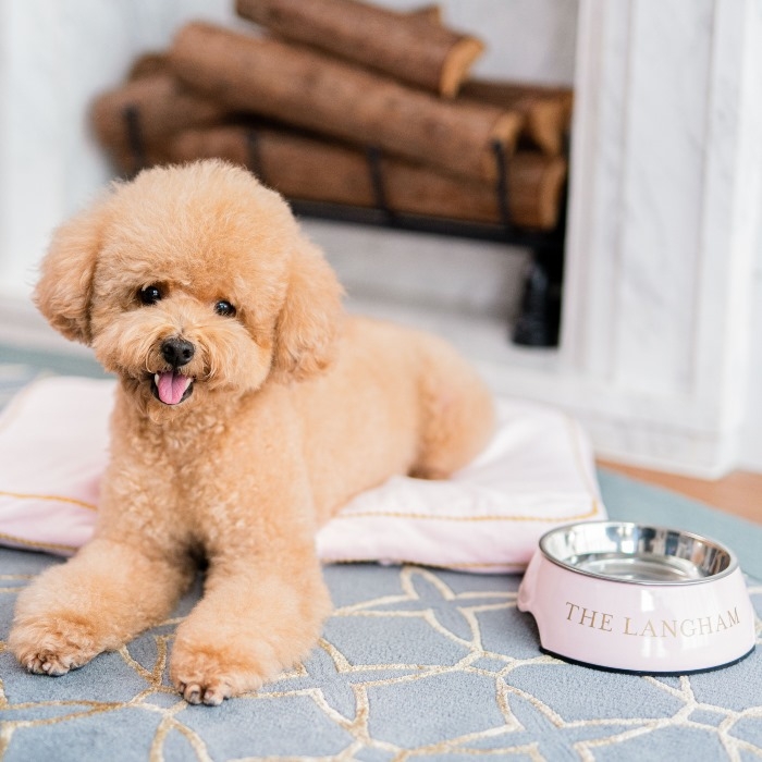 提供毛孩用品。