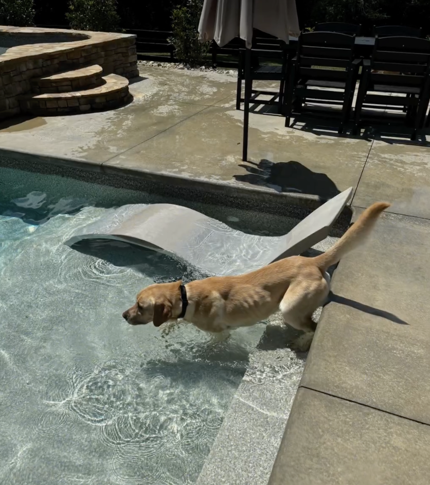 韋倫現在也是有家的小狗了