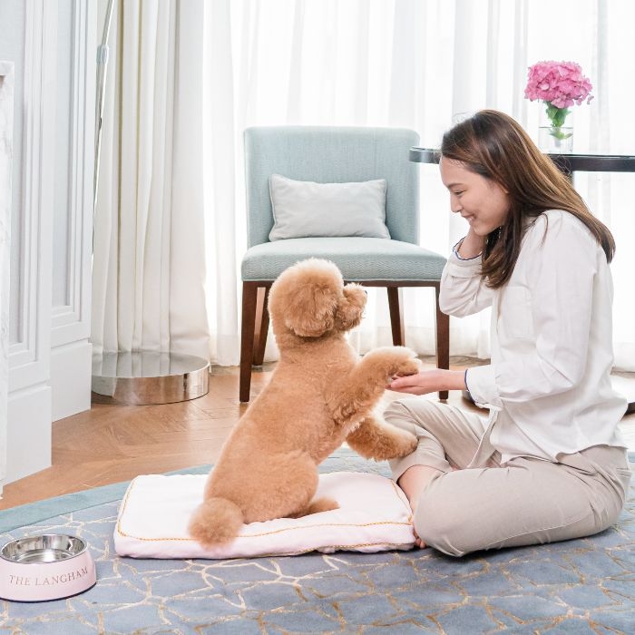 香港朗廷酒店是一間五星級寵物友善酒店。