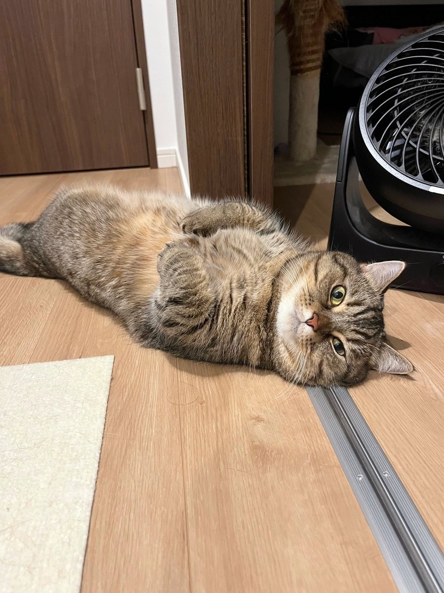 奴才：我知道你不是那種喵啦