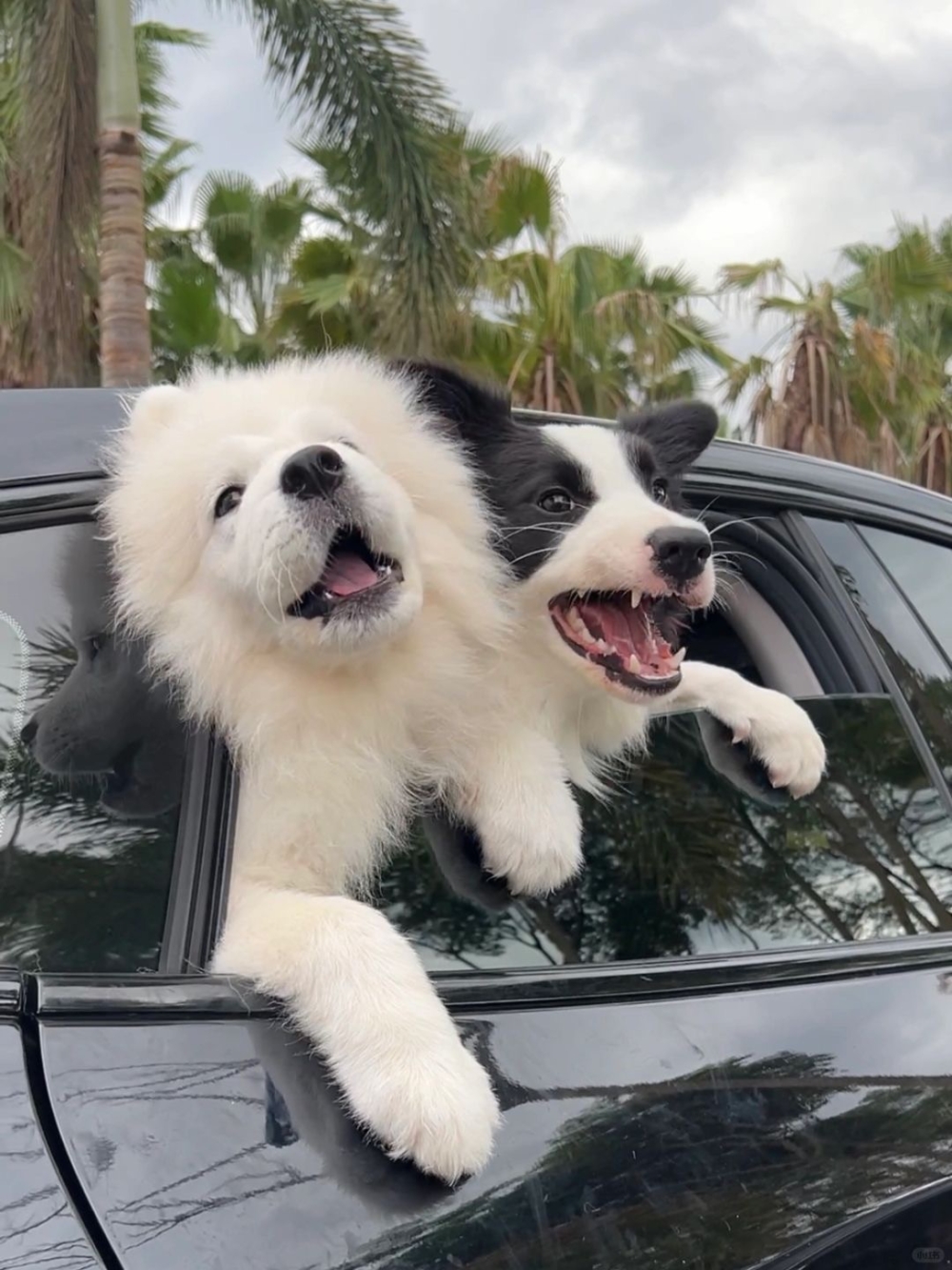 奴才：你們這是在勾心鬥角嗎？