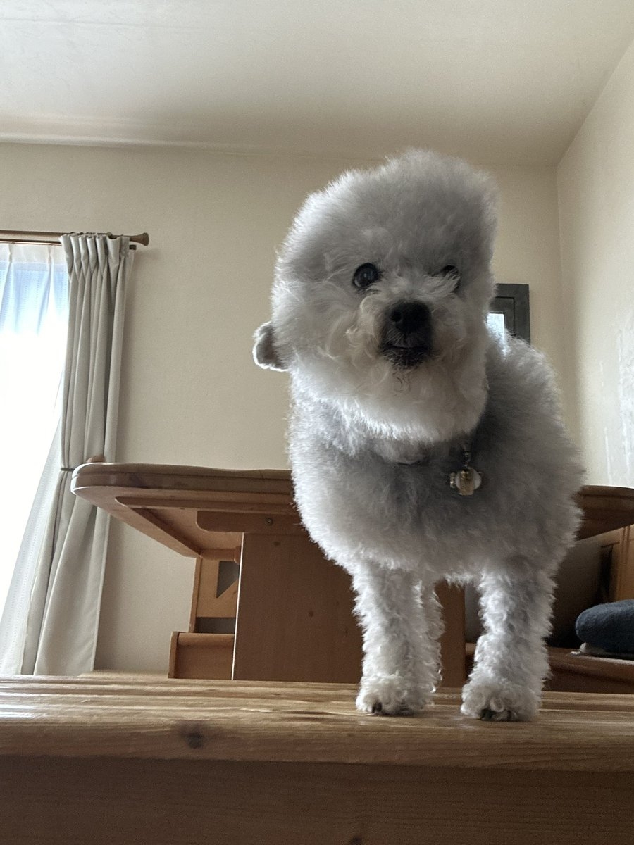 奴才：變禿頭了欸