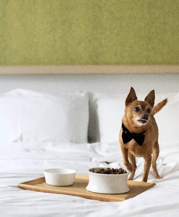 香港逸東酒店是個寵物友善的酒店，設有不同房間，適合任何大小的貓貓和狗狗入住。