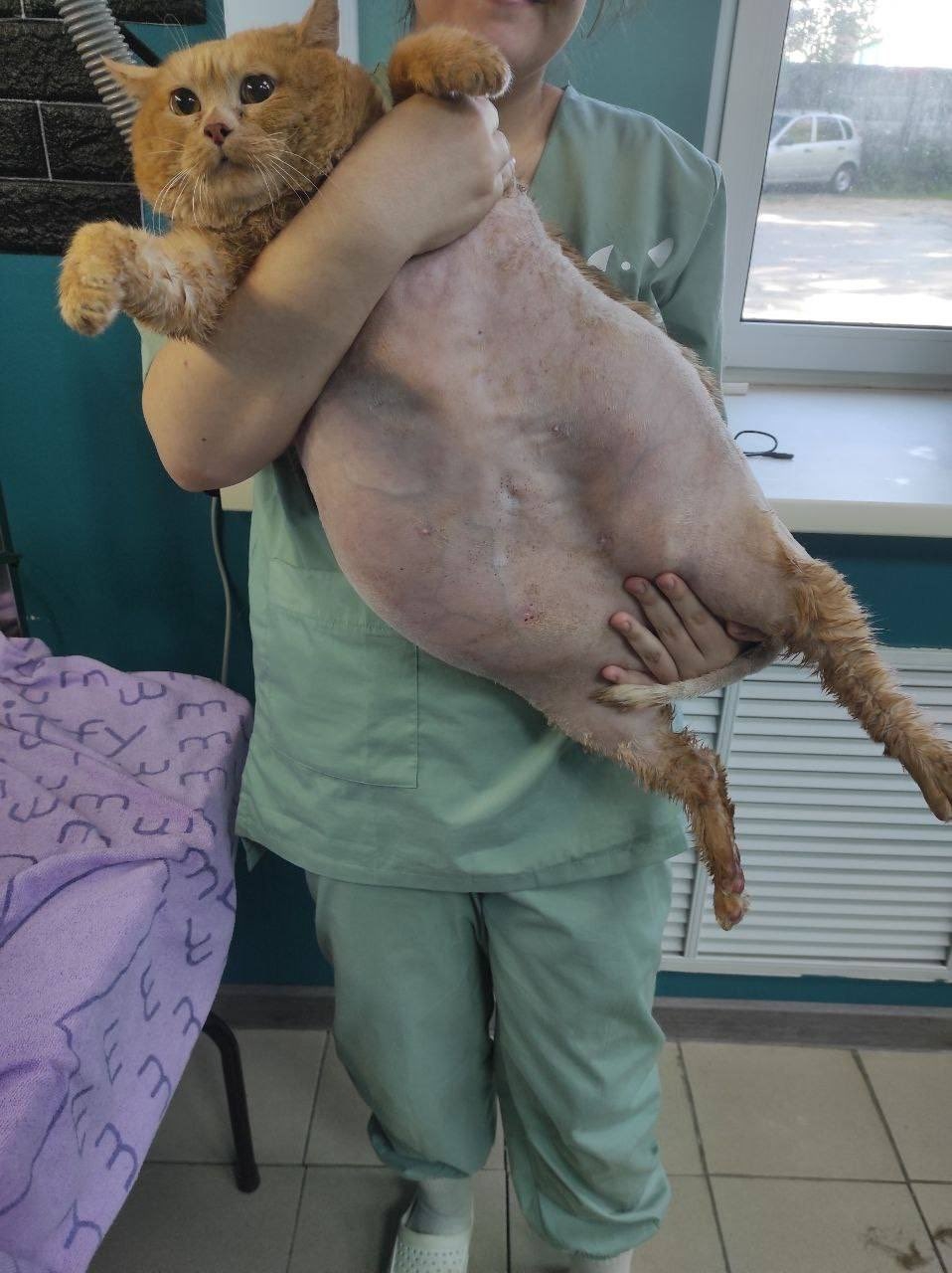 俄羅斯肥橘貓Kroshik驚動到動物收容所的義工決定協助牠減肥。