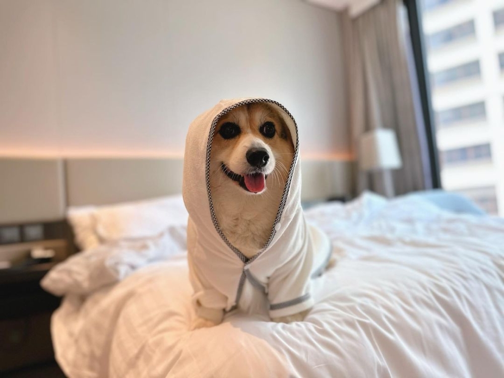 帝逸酒店提供寵物用品。