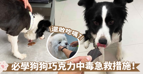 【狗狗飲食】毛孩誤食巧克力該如何急救！記下種類+觀察症狀+緊急措施3步驟應對中毒危機