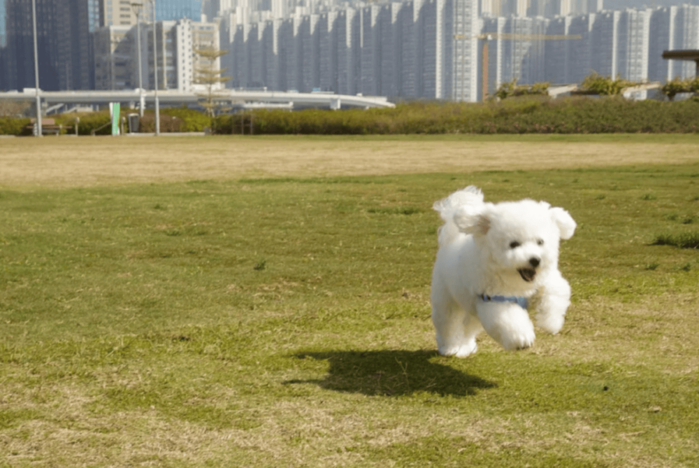 帶毛孩去寵物公園放電。