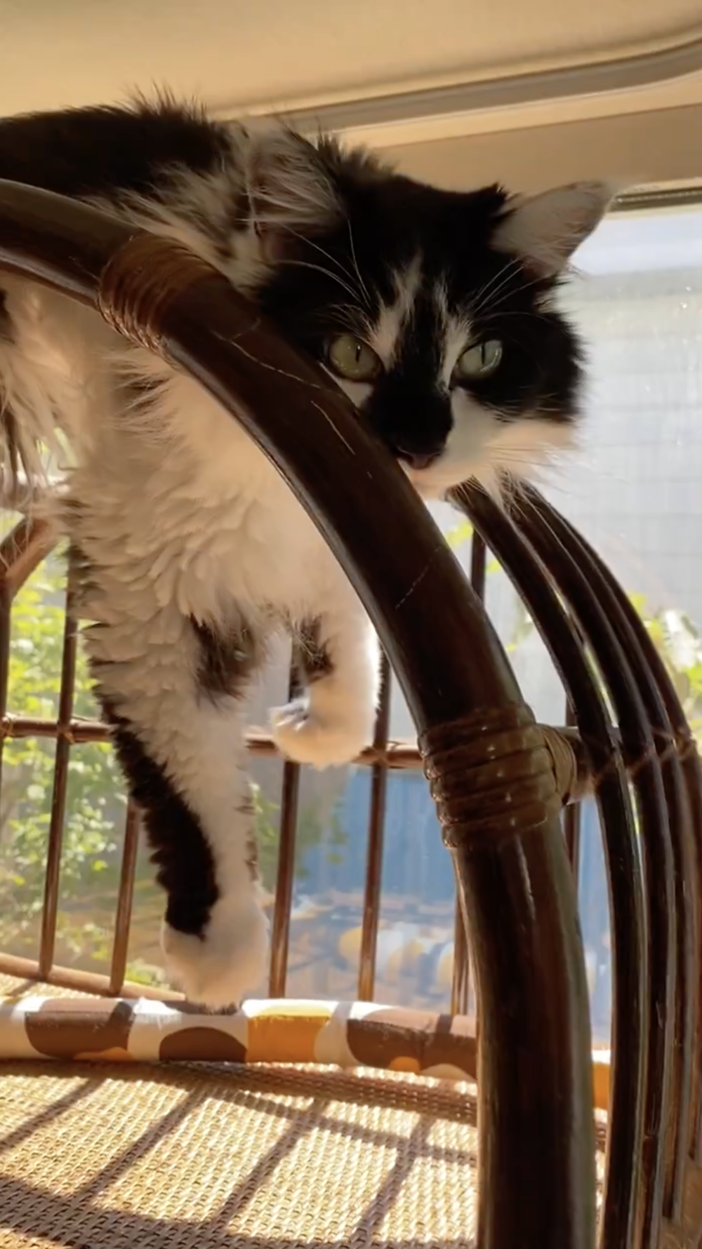 奴才：所以這裡成了多功能區喔