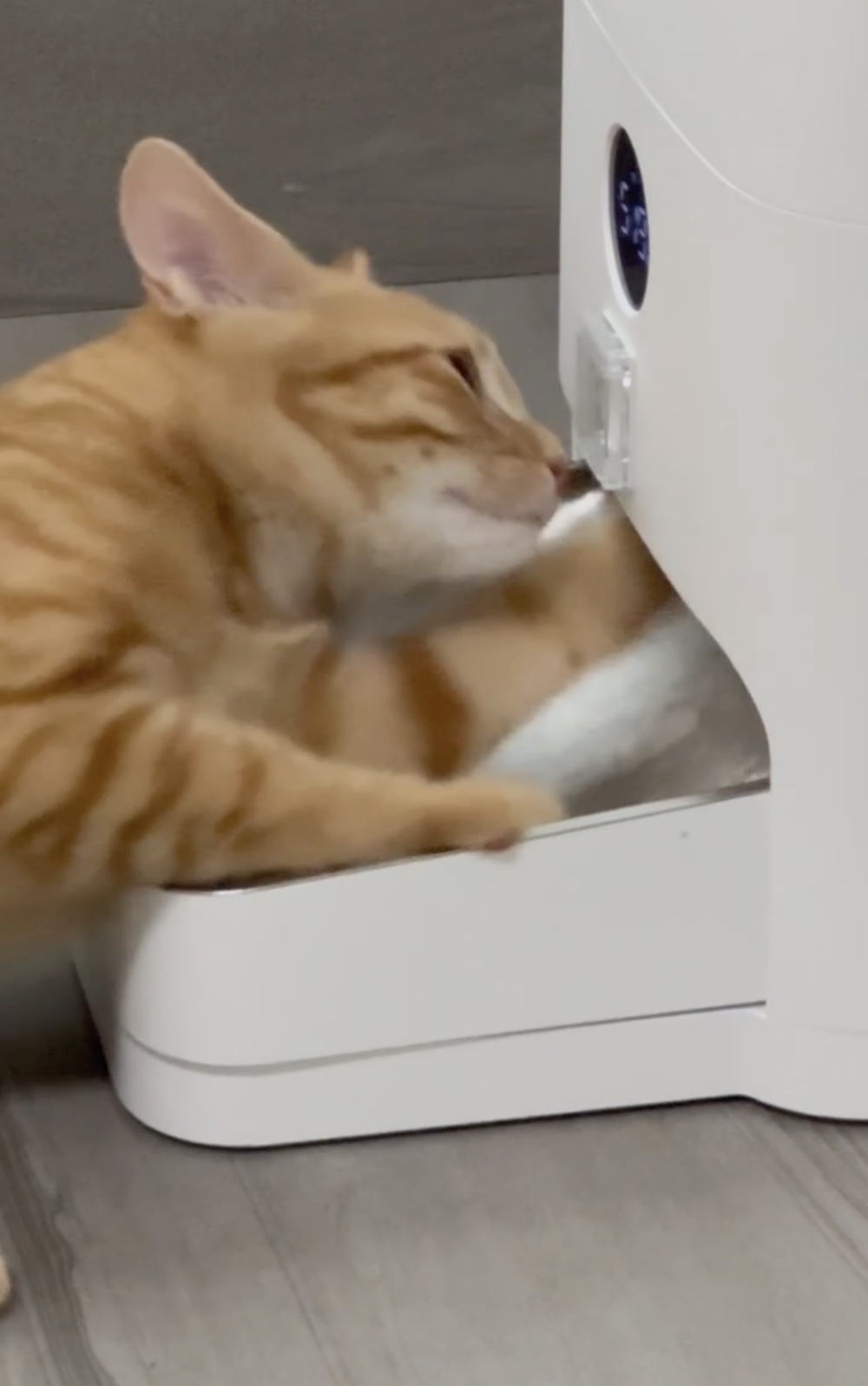 奴才：你已經吃過了啊