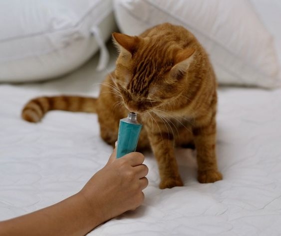 如果貓咪對貓草不感興趣，可以考慮使用化毛膏來幫助排出毛球