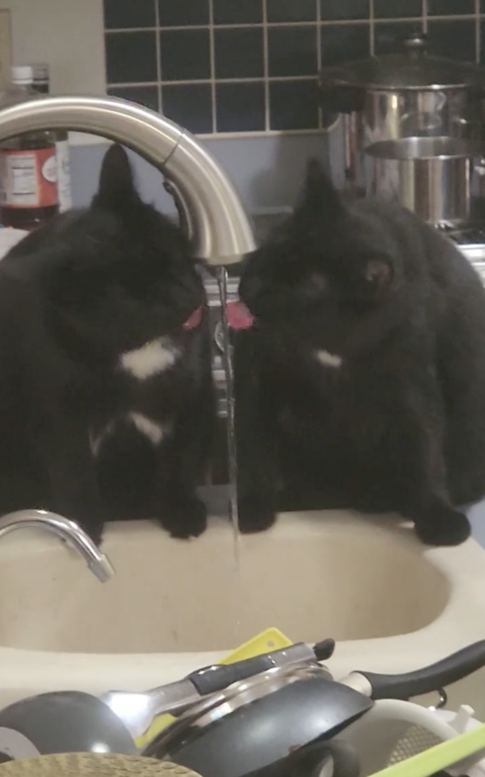 奴才:你們在比賽嗎?