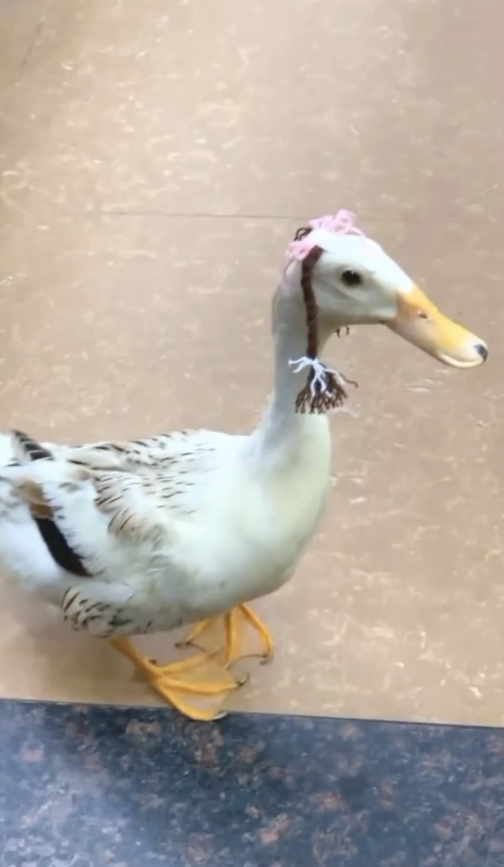 奴才：我就是你的百寶箱啦