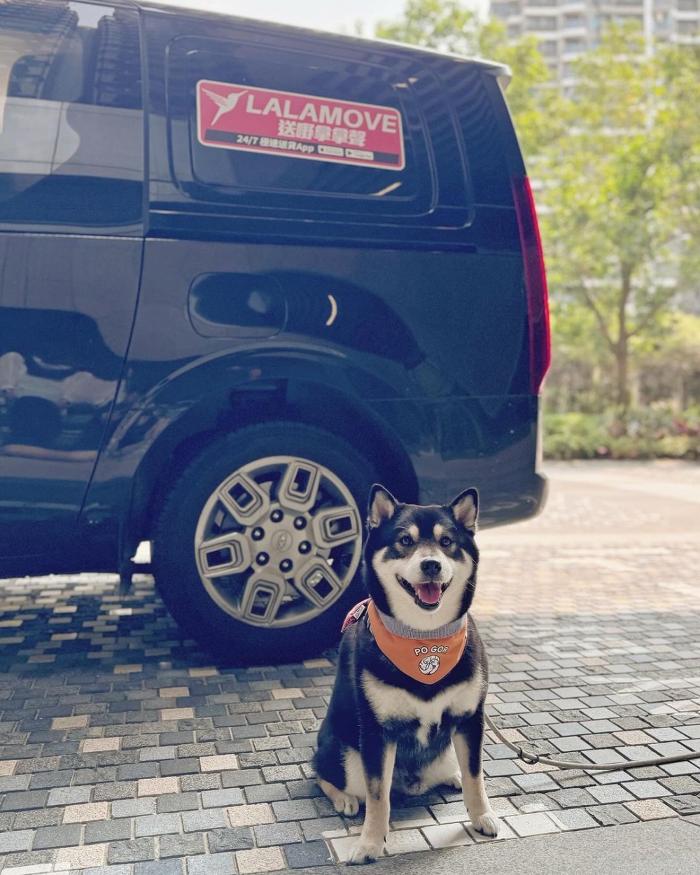 Lalamove有提供寵物接送服務。