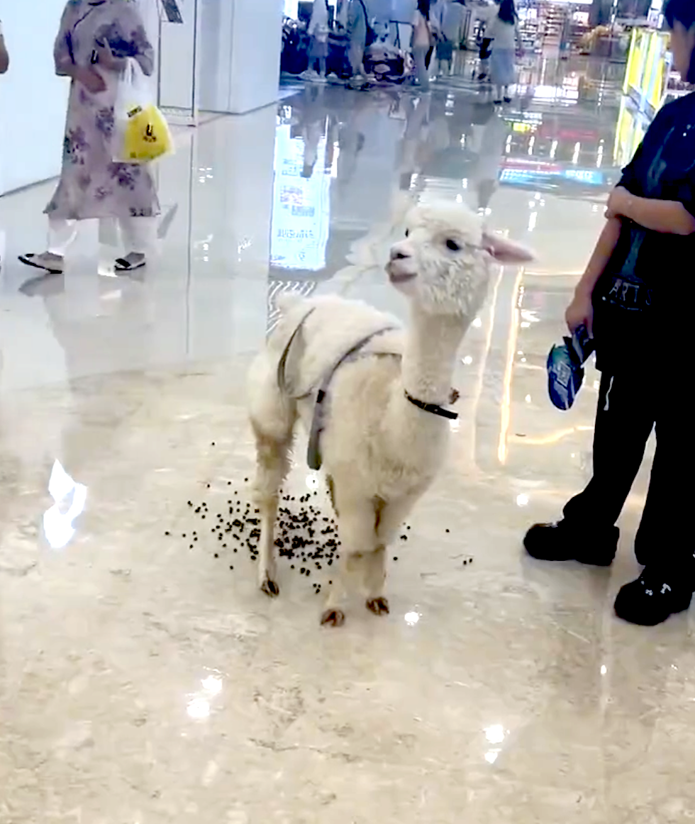 奴才：我都來不及反應了