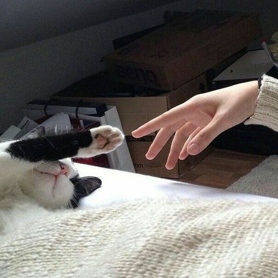 貓咪也分左撇子和右撇子？