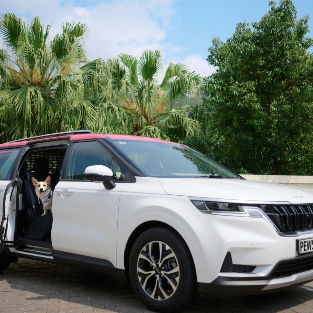 無壓力出行，隨時隨地帶寵物外出。