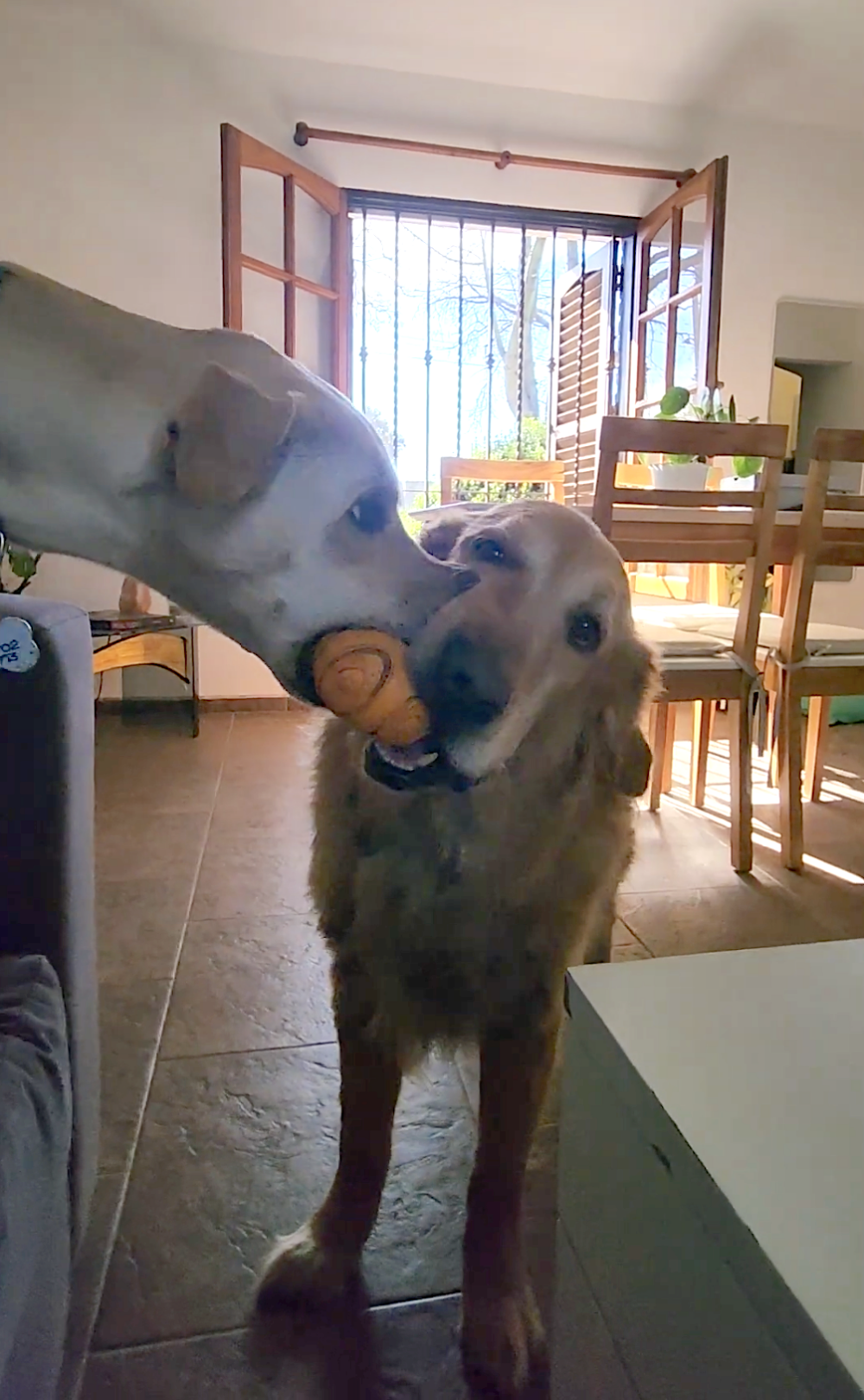 奴才：太倔強了吧