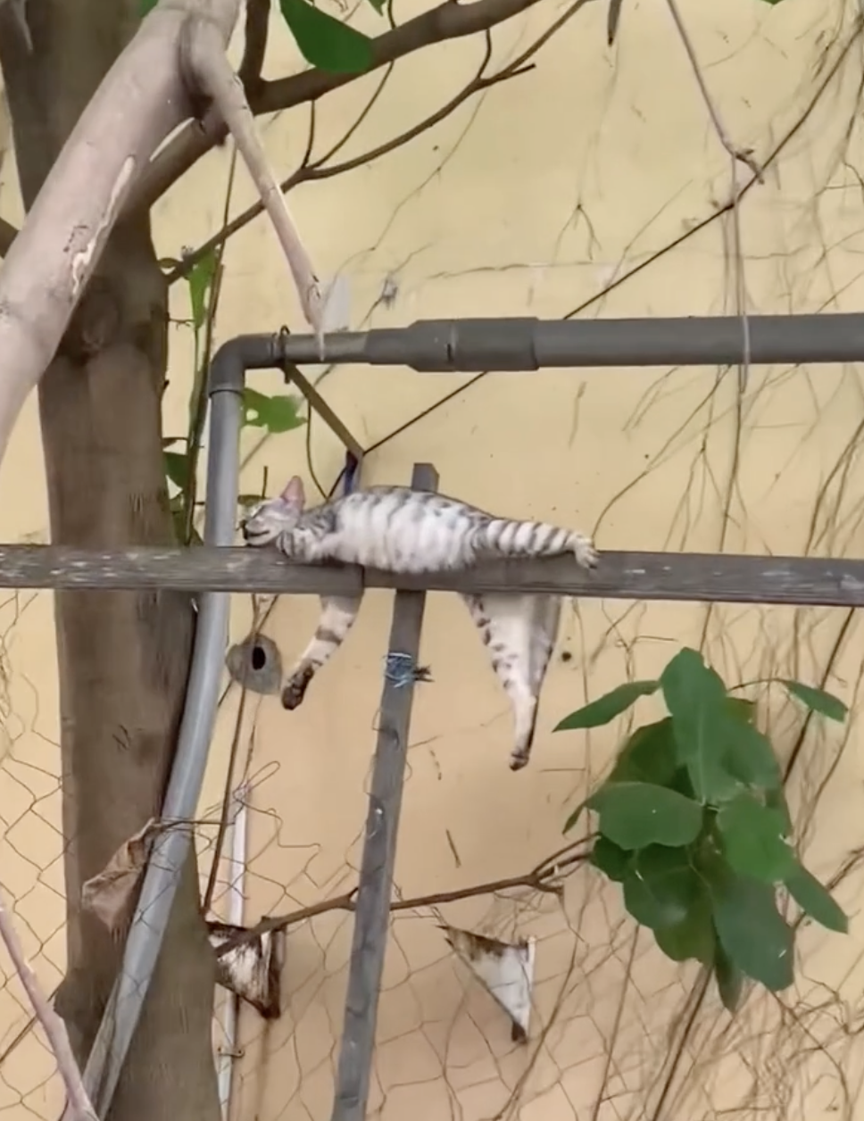 奴才：你別亂說啦