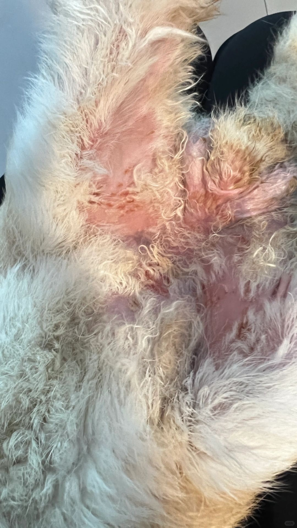 尿灼傷早期的症狀表現為皮膚發紅，隨後出現脫毛現象～