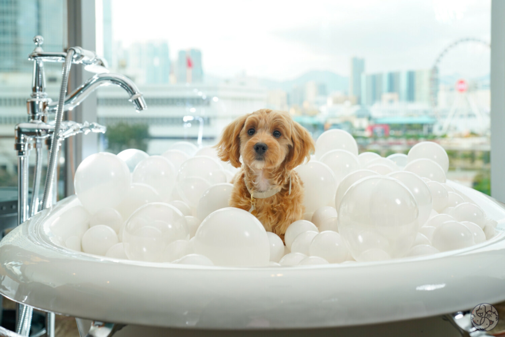 需預先申請過便可帶同不超過4.5kg的狗狗一同入住。