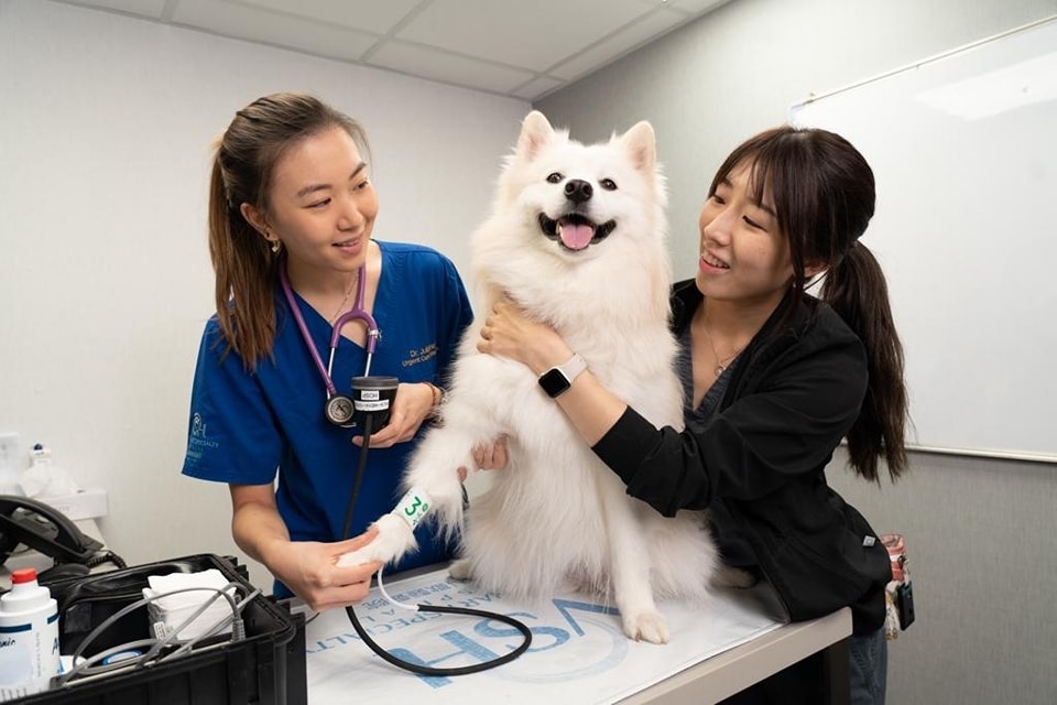 專科獸醫醫院（VSH）