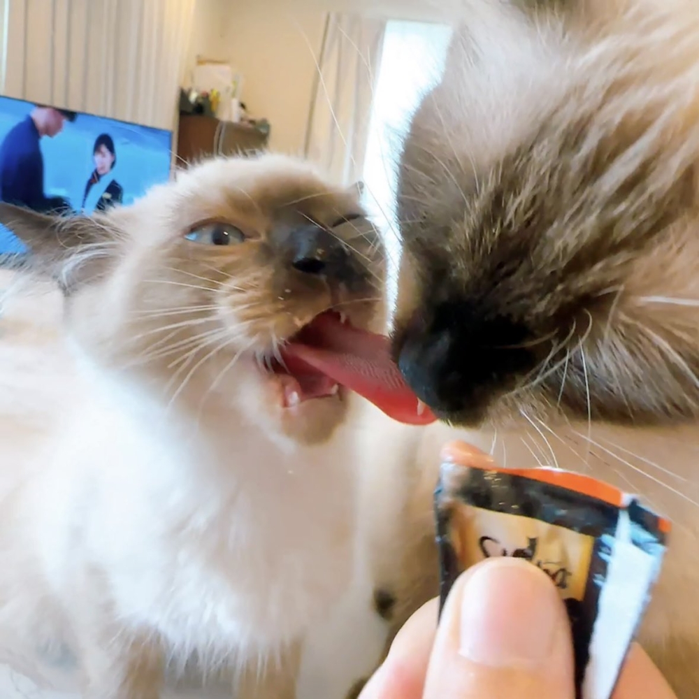 奴才：都怪我啦