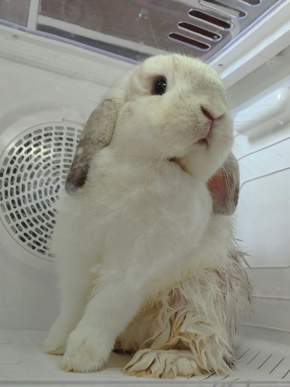 預防尿灼傷的方法關鍵是要保持兔子的皮膚乾燥和清潔