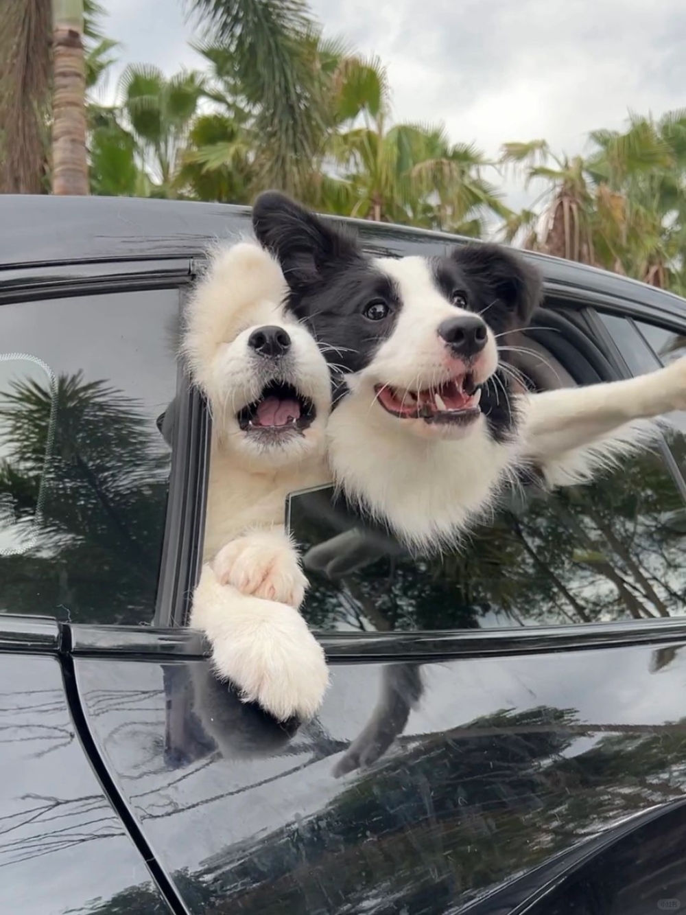 邊牧：這叫會爭取