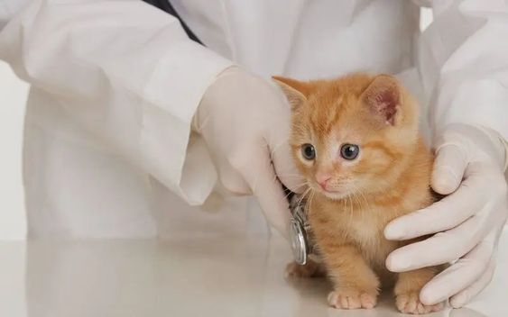 中途貓咪的身心健康也要多加關注